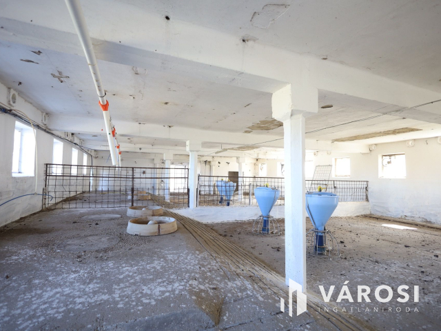 Eladó sertéstelep Szeghalom határában 11 ha területen