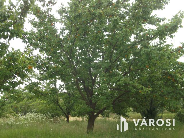 Eladó telek a gyulai ipari parkban
