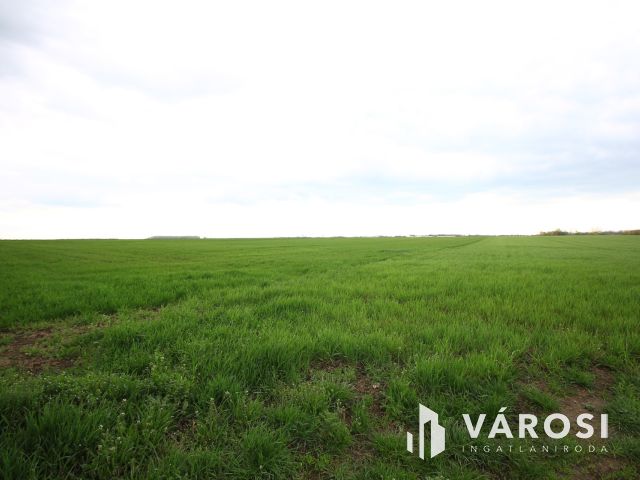 Röszke határában termelhet