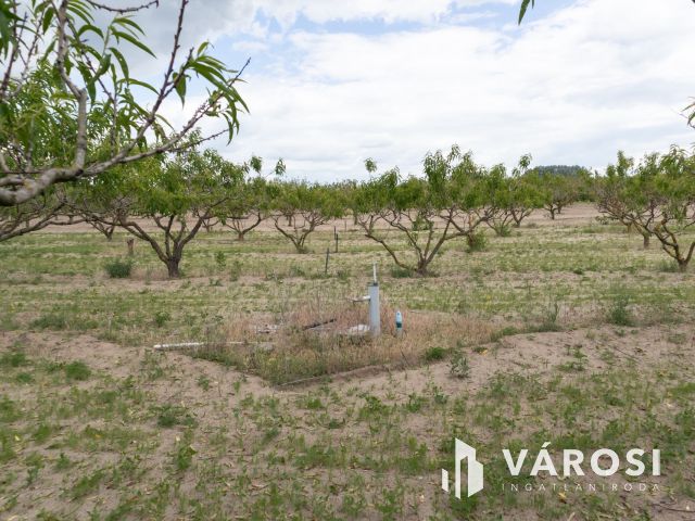 Bordányi barackos idei terméssel együtt Eladó