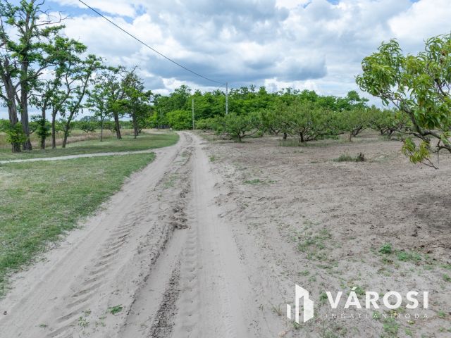 Bordányi barackos idei terméssel együtt Eladó