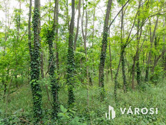 Domaszéki földterület, fákkal díszített