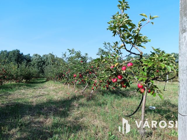 Debreceni 7,5 hektáros tanyagazdaság, csodás környezetben!!!