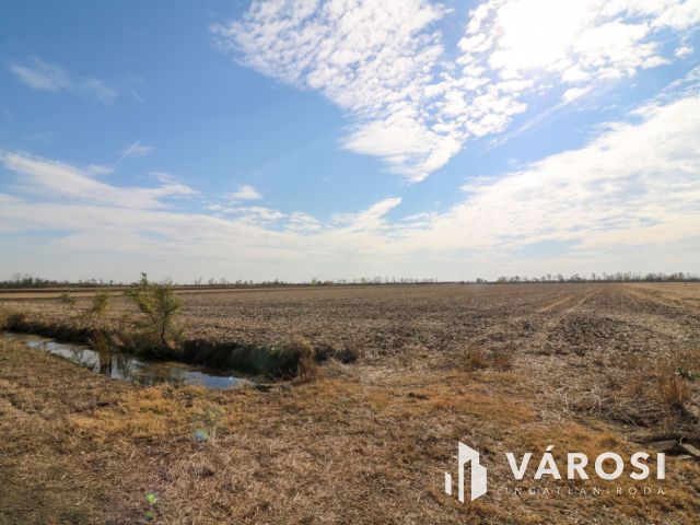 Eladó kiváló minőségű szántó Nagyszénás közelében!