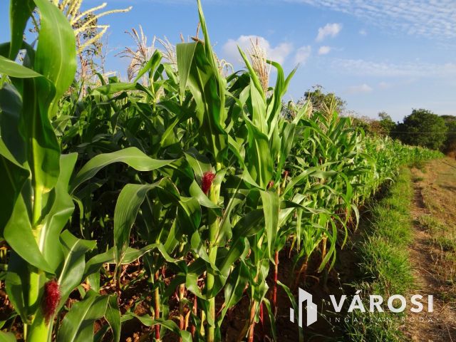 Termőföld az M44-es mentén