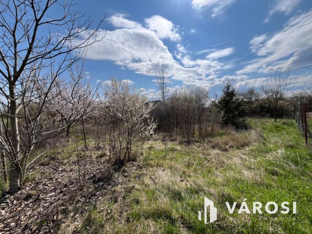 Tágas zártkert termő gyümölcsfákkal a Körös mellett