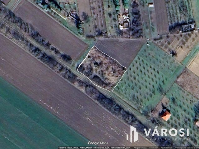 Tágas zártkert termő gyümölcsfákkal a Körös mellett