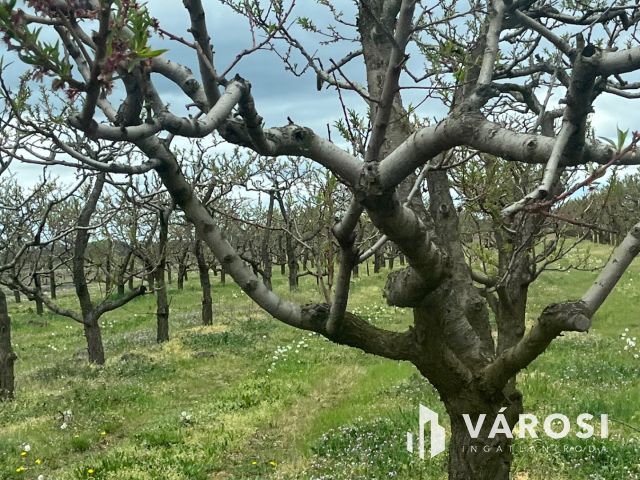 Vegyes gyümölcskert