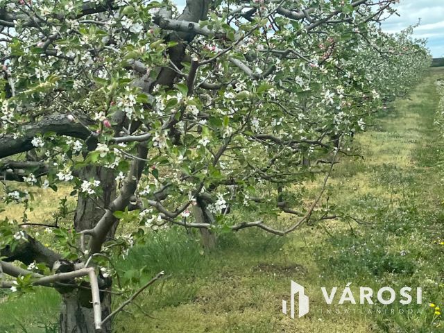 Vegyes gyümölcskert