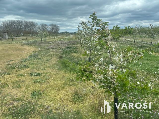 Vegyes gyümölcskert