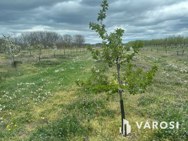 Vegyes gyümölcskert