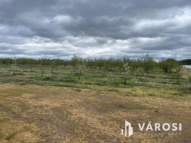 Vegyes gyümölcskert