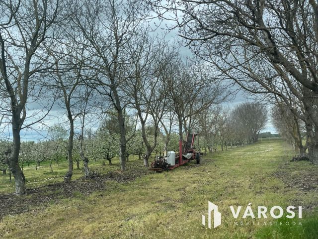 Vegyes gyümölcskert